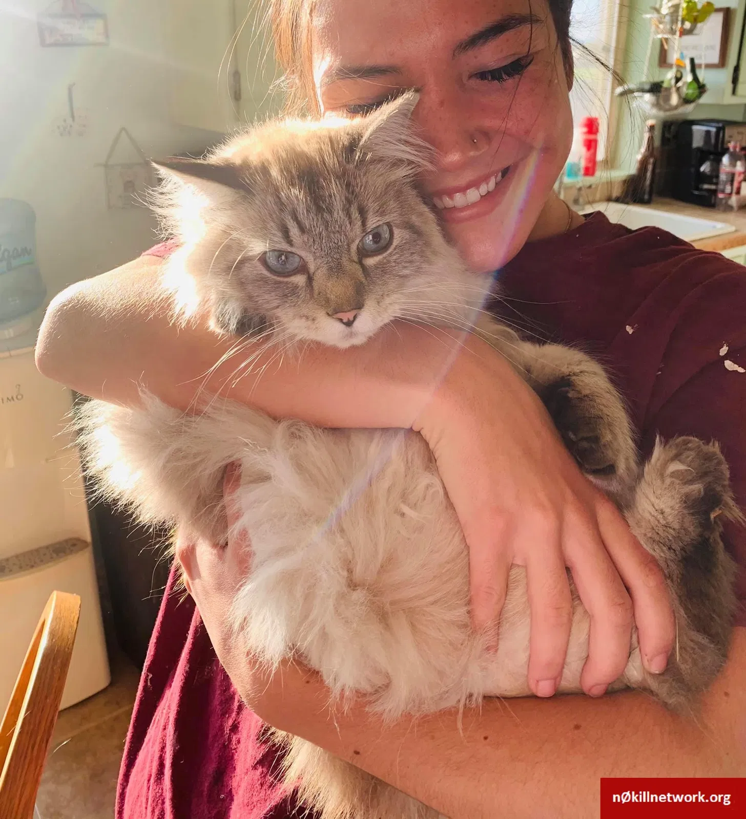 Lost cat in Pocatello, ID, 83202