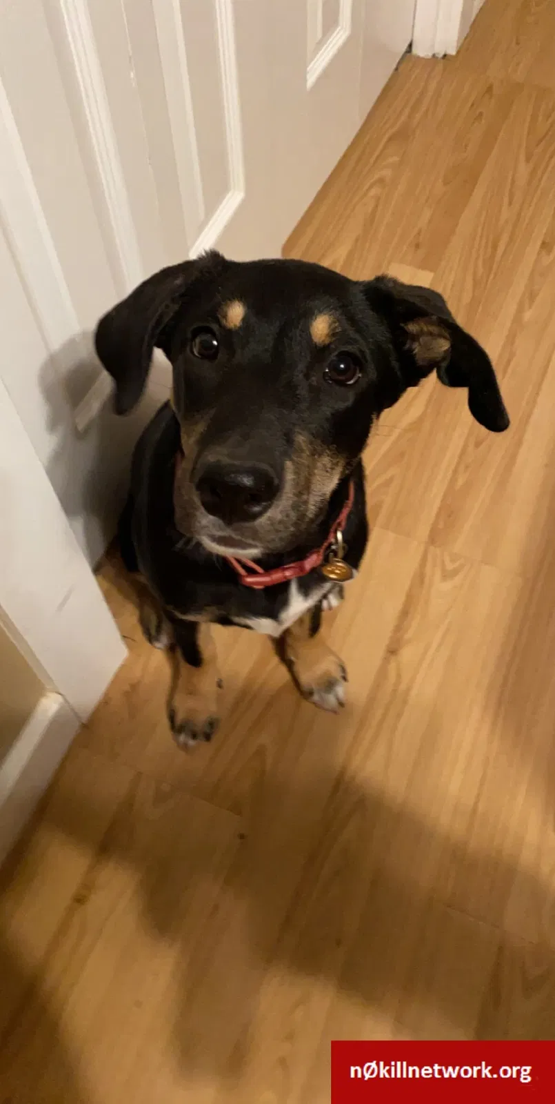 Lost dog in Pocatello, ID, 83201