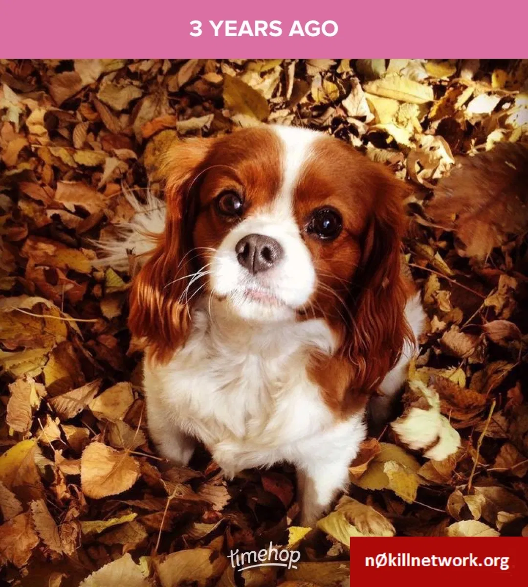 Lost dog in Bemidji, MN, 56601