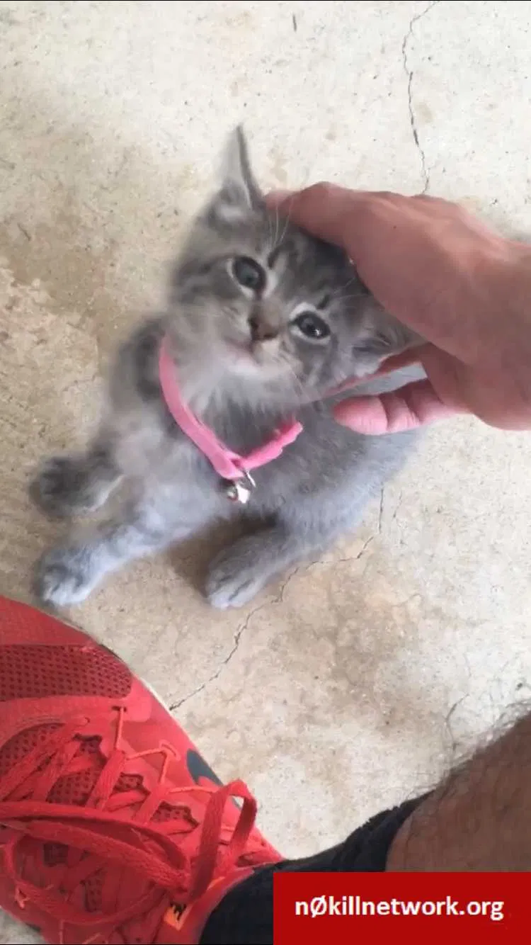 Lost cat in New Braunfels, TX, 78130