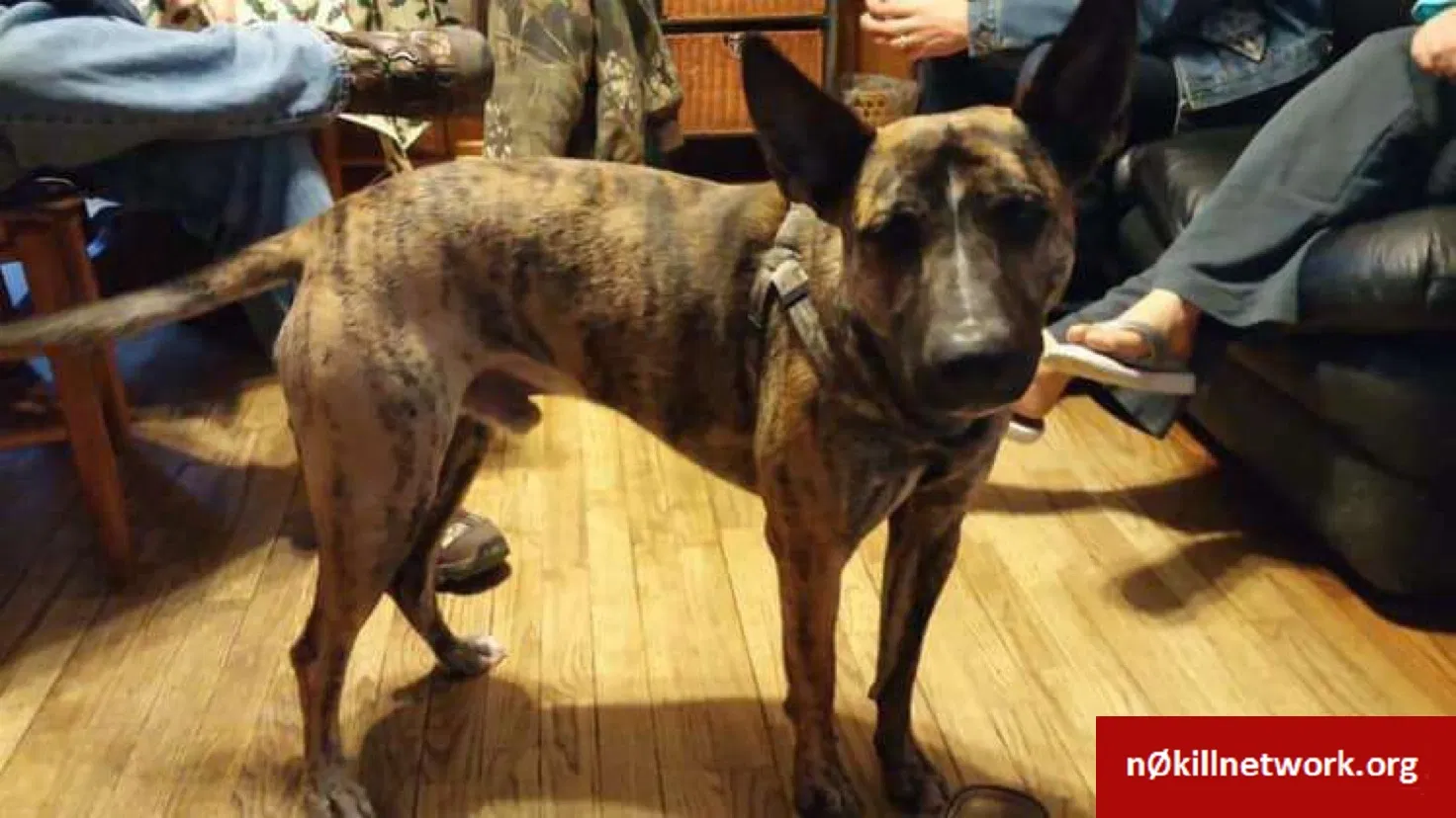 Lost dog in Dothan, AL, 36303