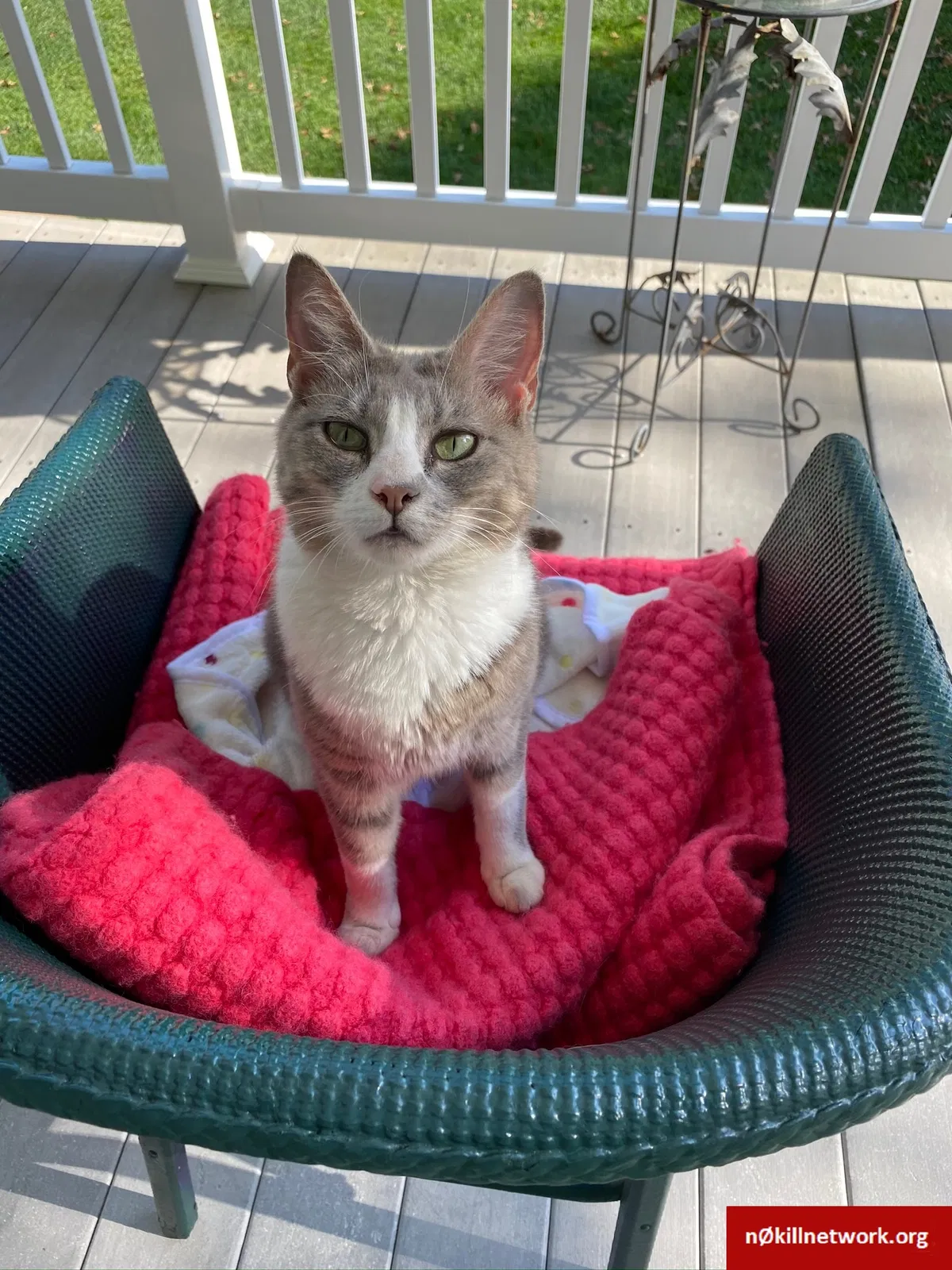Found cat in Wrightsville, PA, 17368