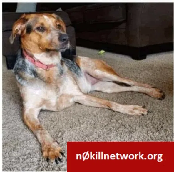 Lost dog in Crete, IL, 60417
