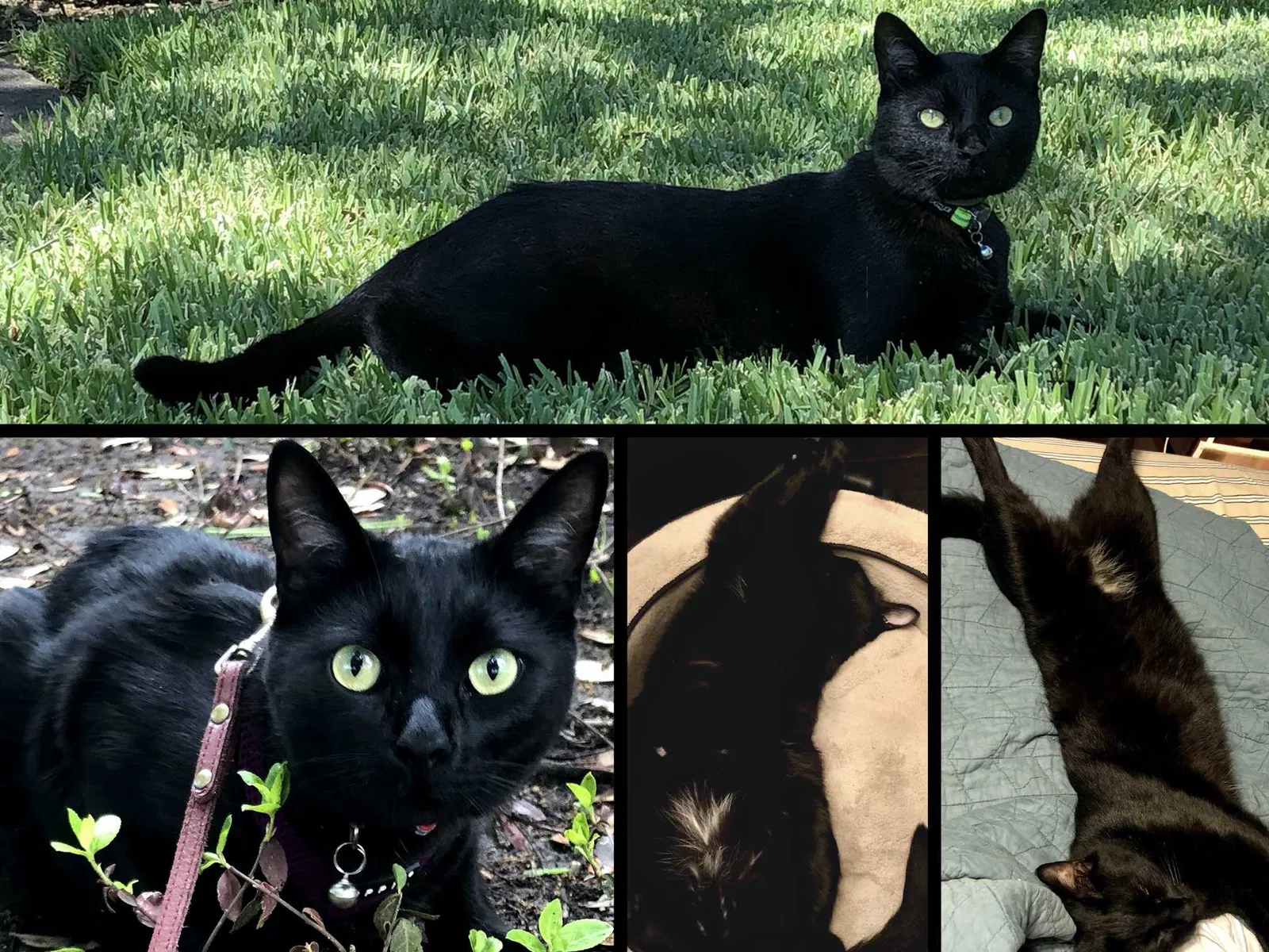 Lost cat in Weatherford, TX, 76087