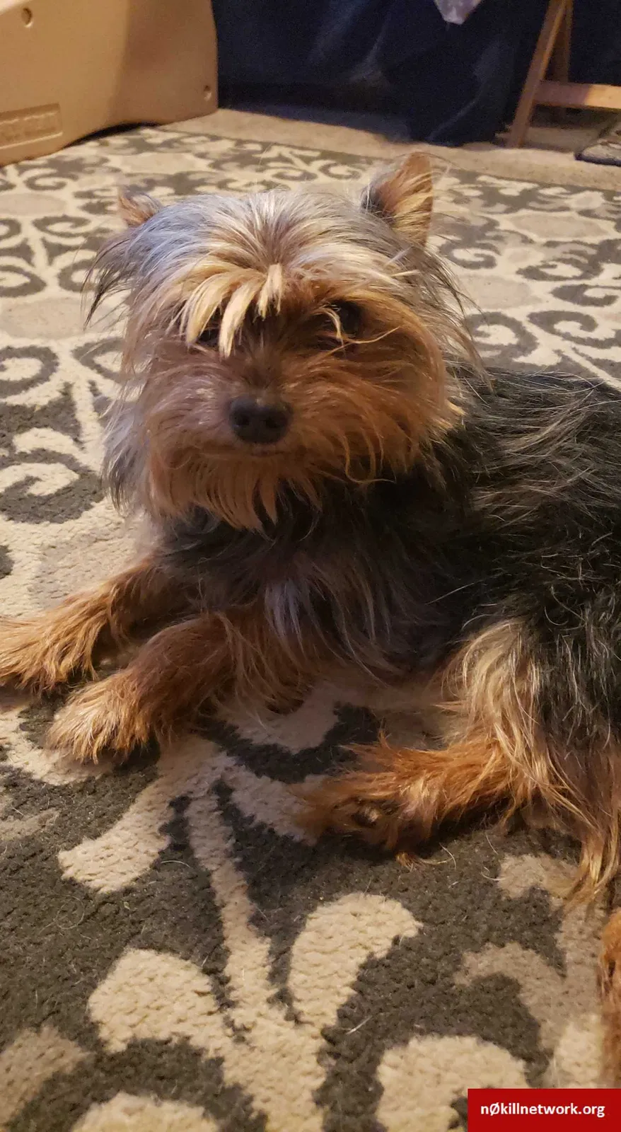 Found dog in Middletown, OH, 45042