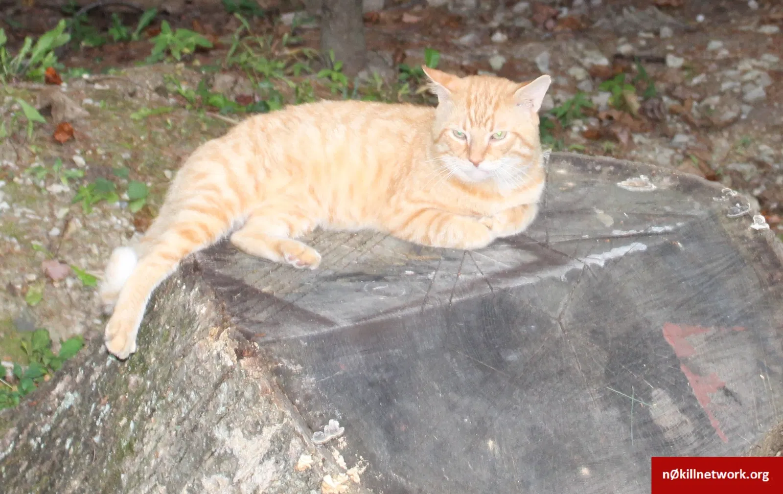 Lost cat in Unionville, IN, 47468