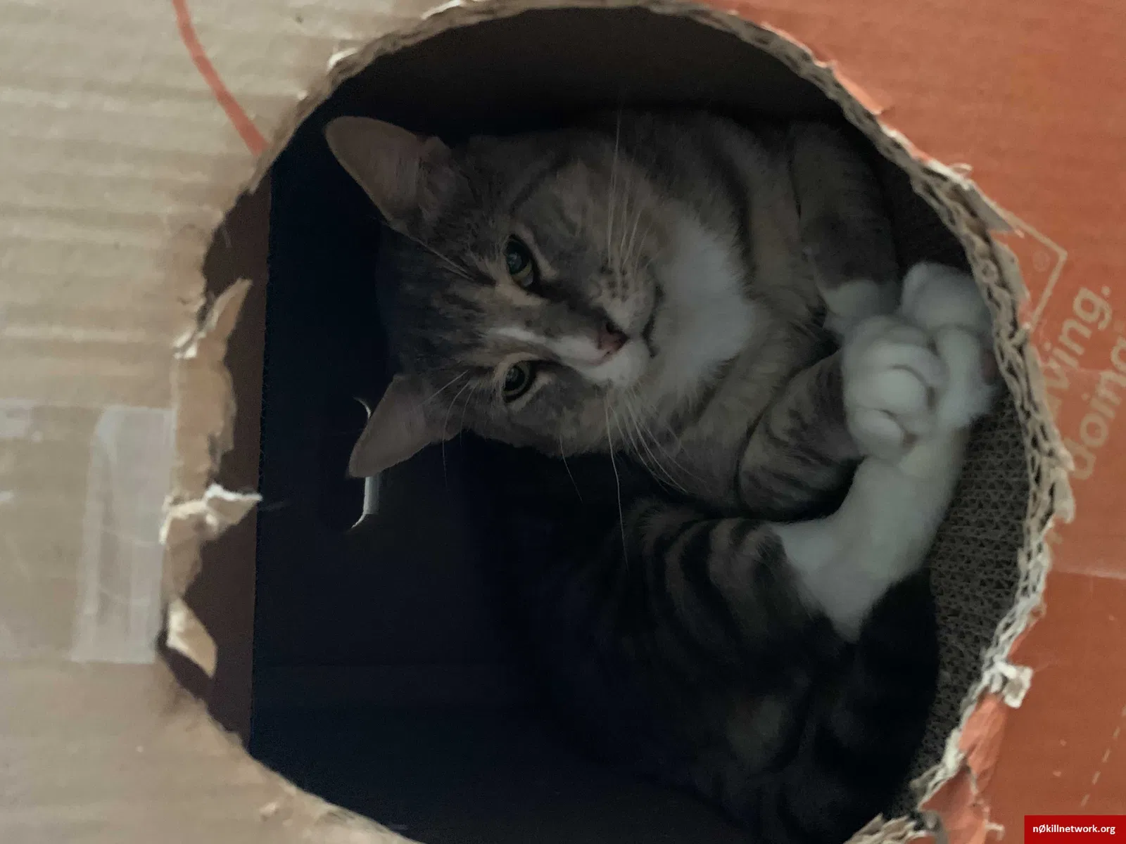 Lost cat in Jersey City, NJ, 7306