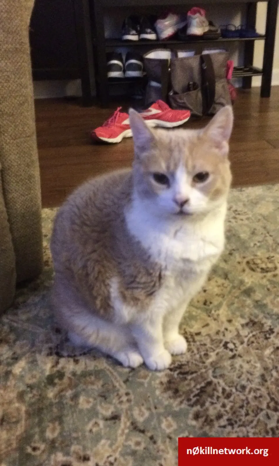 Lost cat in Lockport, IL, 60441