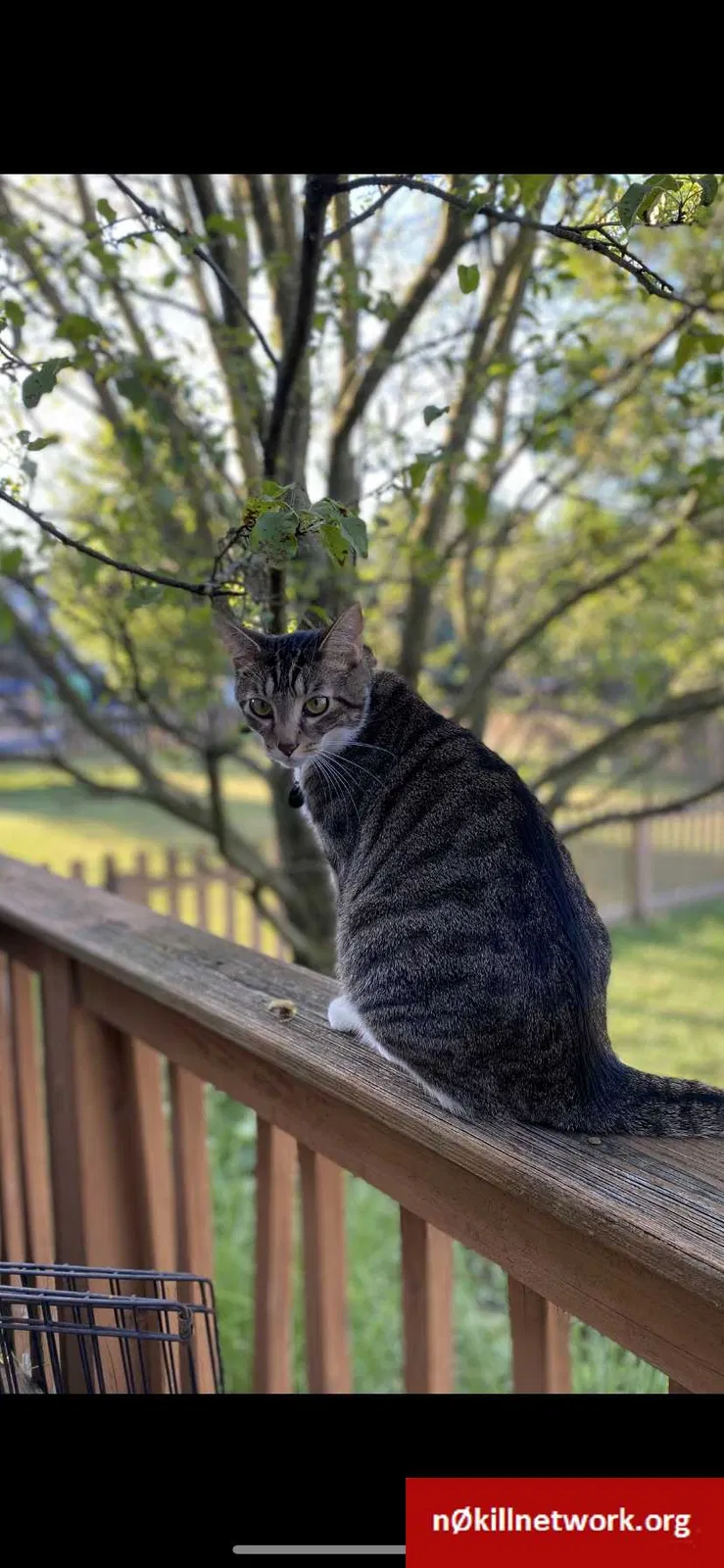 Lost cat in Columbus, OH, 43240