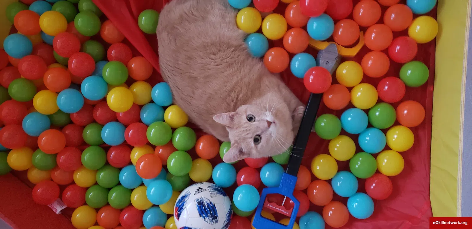 Lost cat in Gaithersburg, MD, 20882