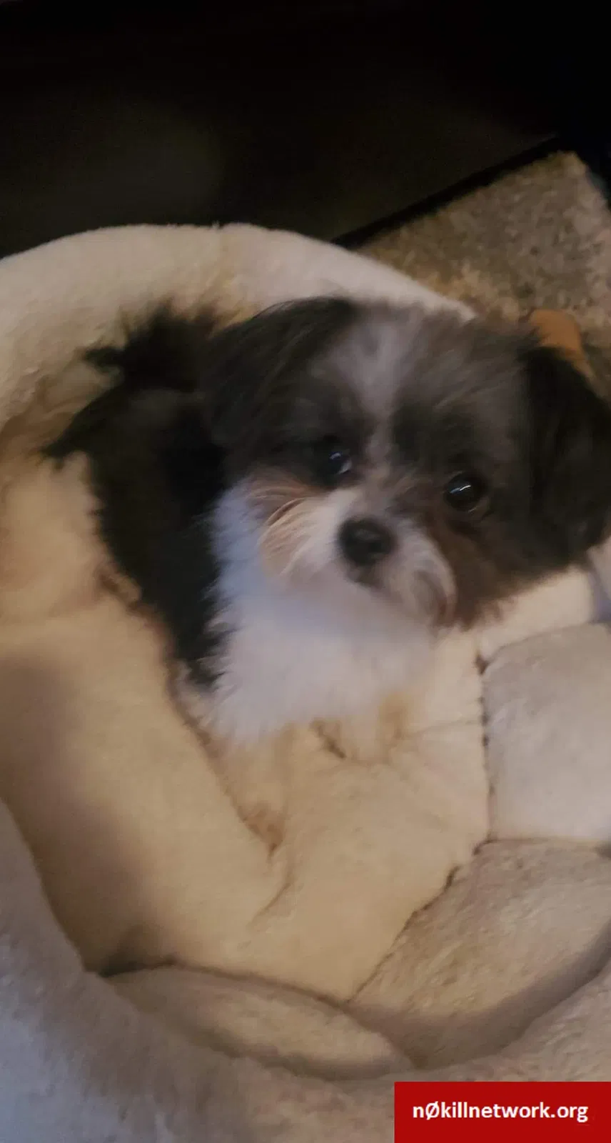Lost dog in Chicago, IL, 60632
