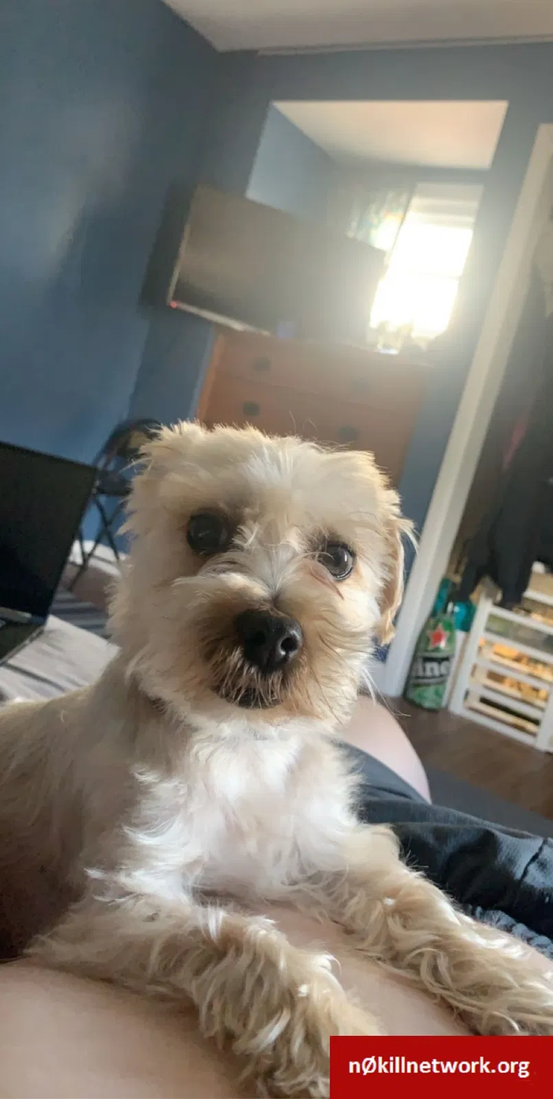 Lost dog in Cleveland, OH, 44119