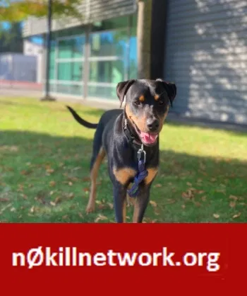 Lost dog in Portland, OR, 97233