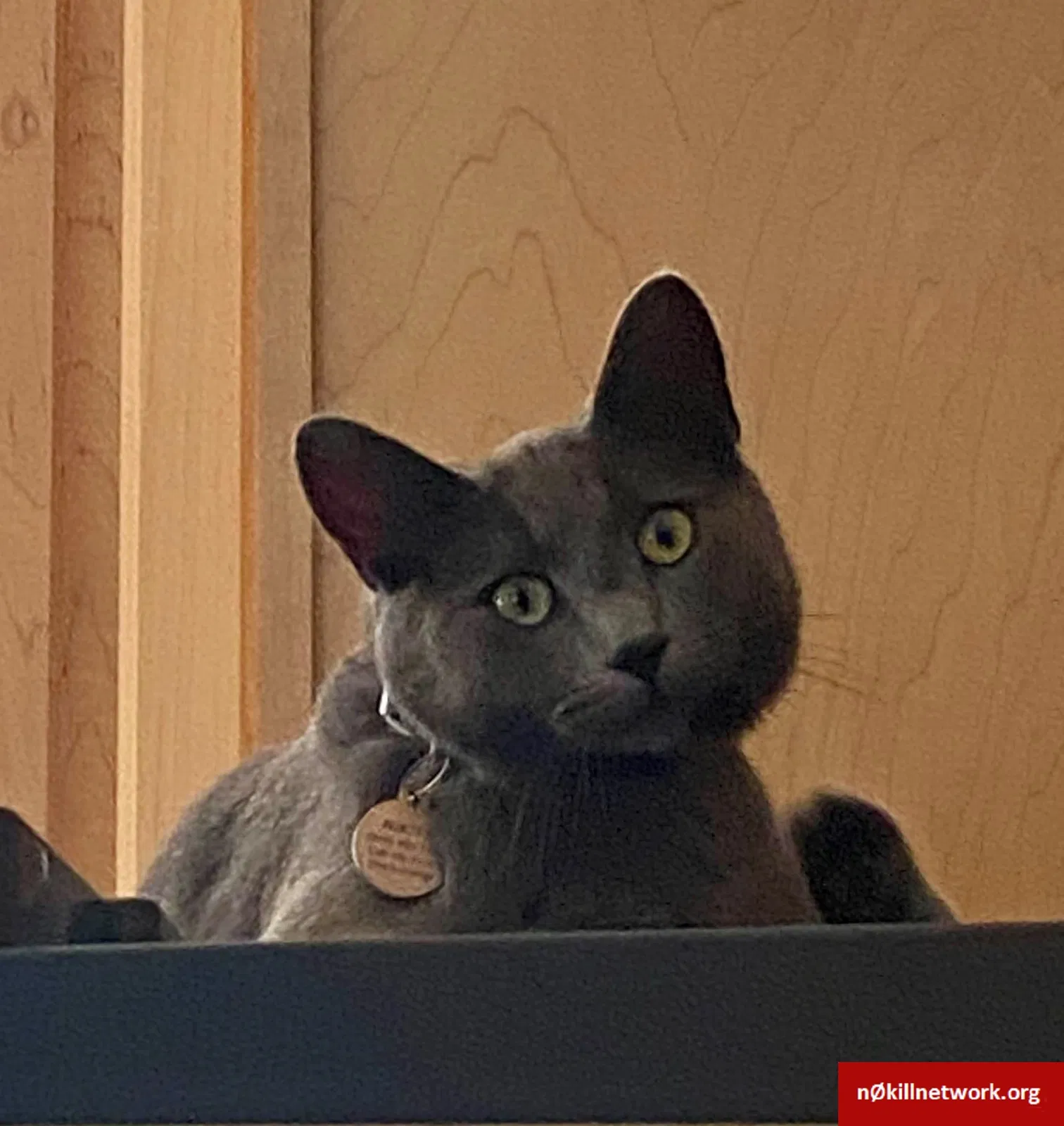 Lost cat in New Castle, CO, 81647