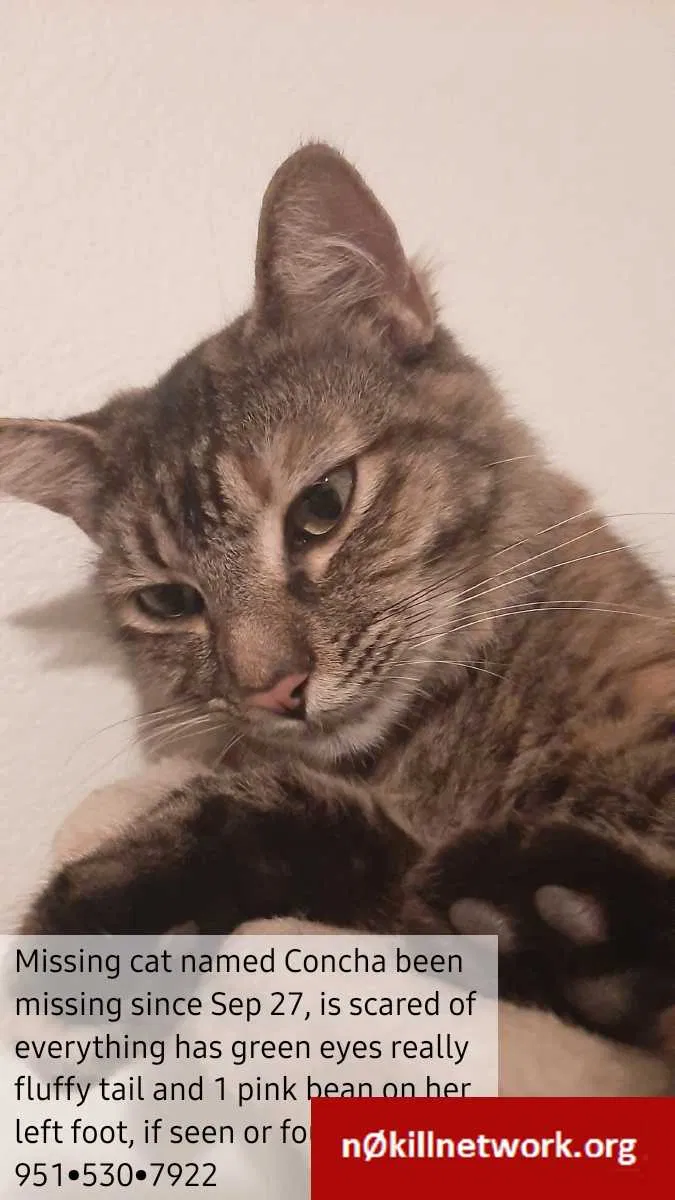 Lost cat in Perris, CA, 92570