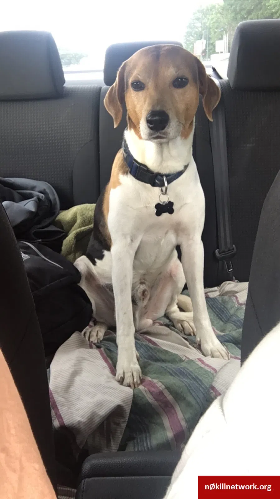 Lost dog in Columbia, SC, 29205