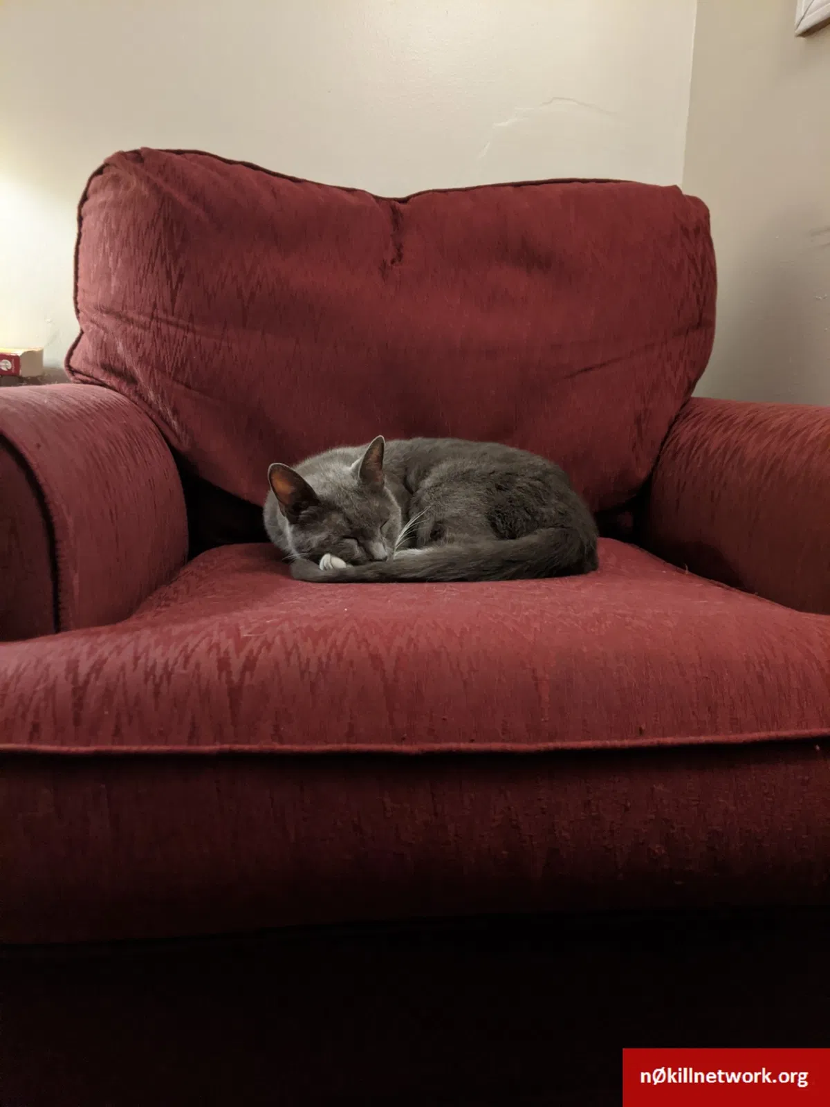 Lost cat in Pittsburgh, PA, 15211