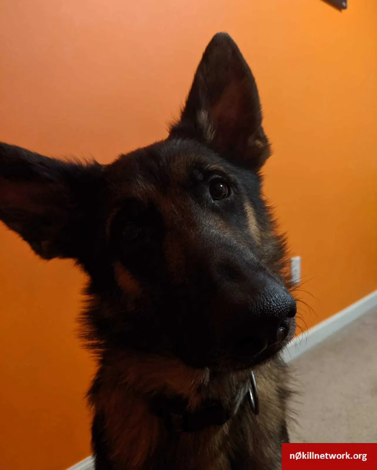 Lost dog in Rock Hill, SC, 29732