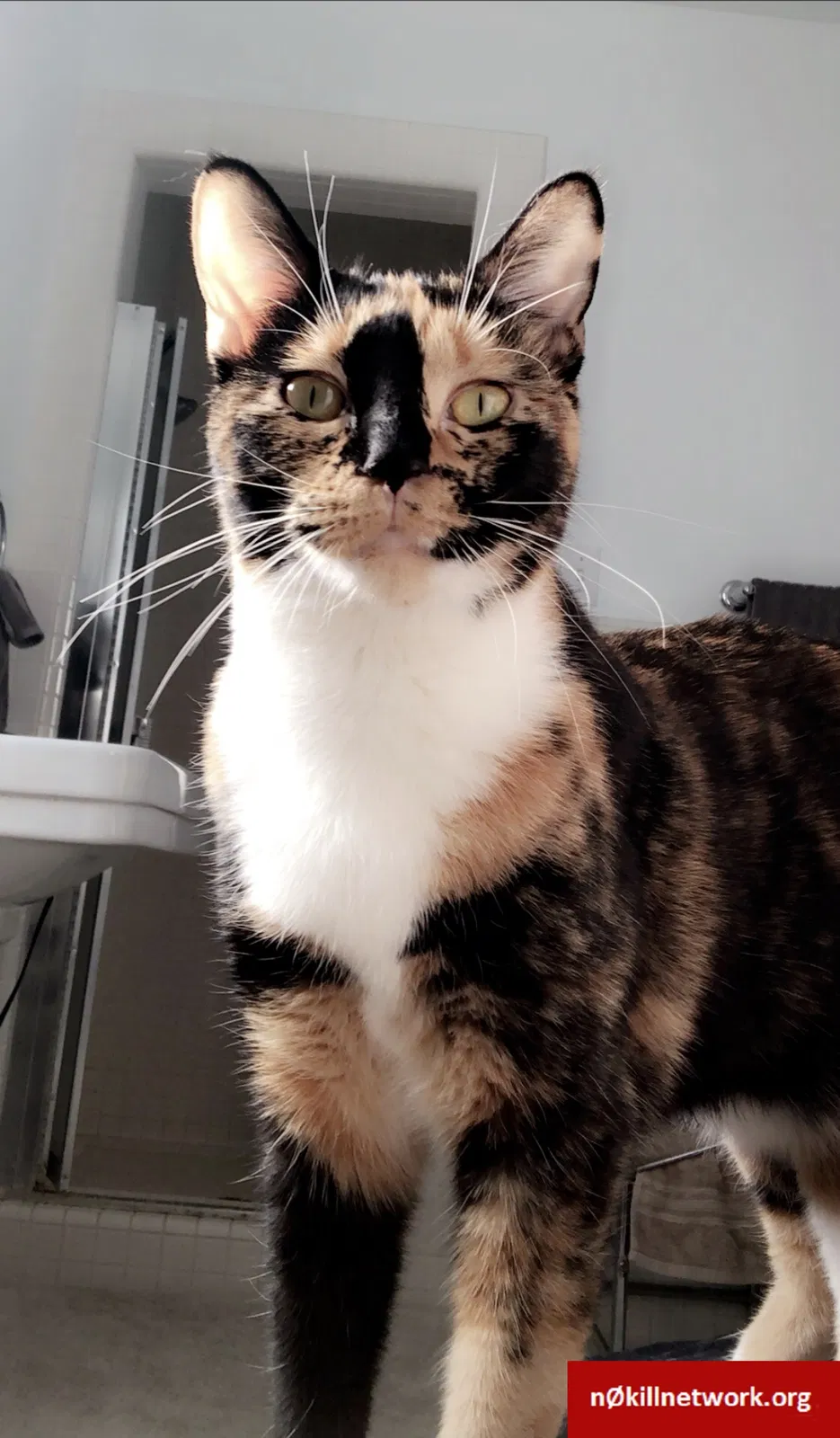 Lost cat in Woodland, CA, 95695