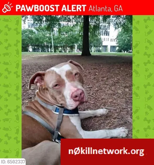 Lost dog in Atlanta, GA, 30303