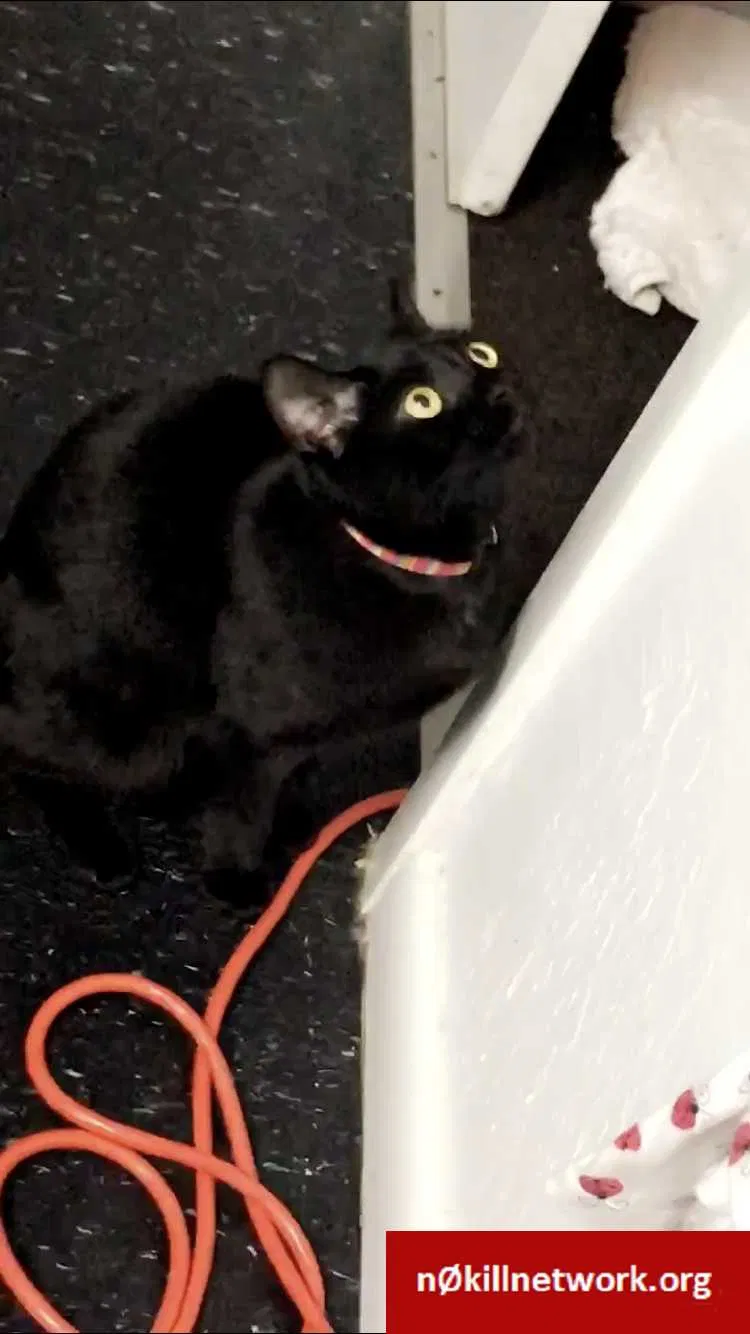 Lost cat in Saint Petersburg, FL, 33701