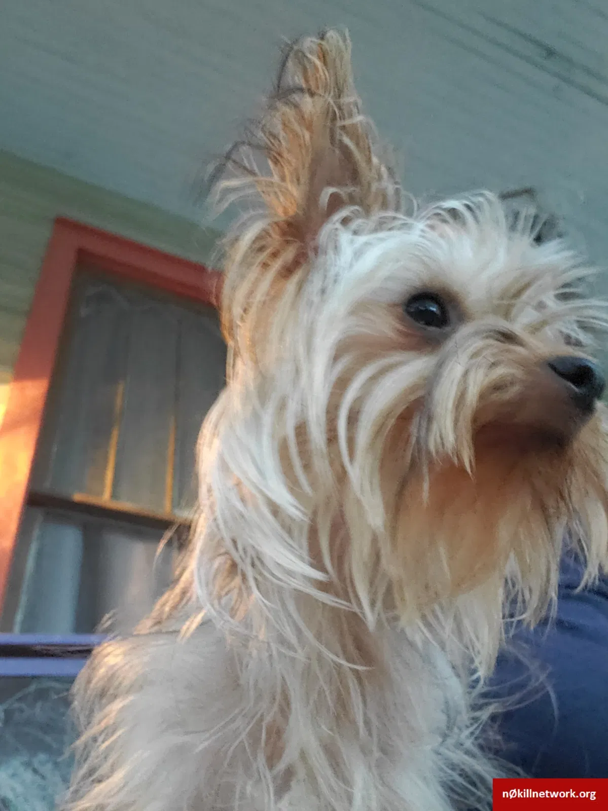 Lost dog in Pensacola, FL, 32501