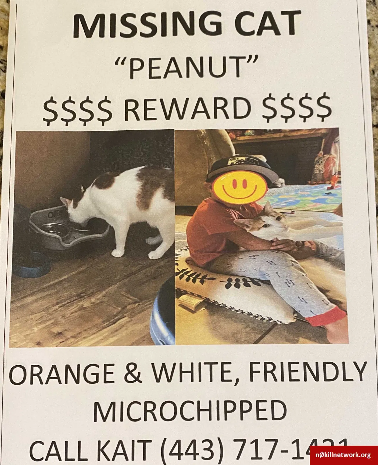 Lost cat in White Hall, MD, 21161