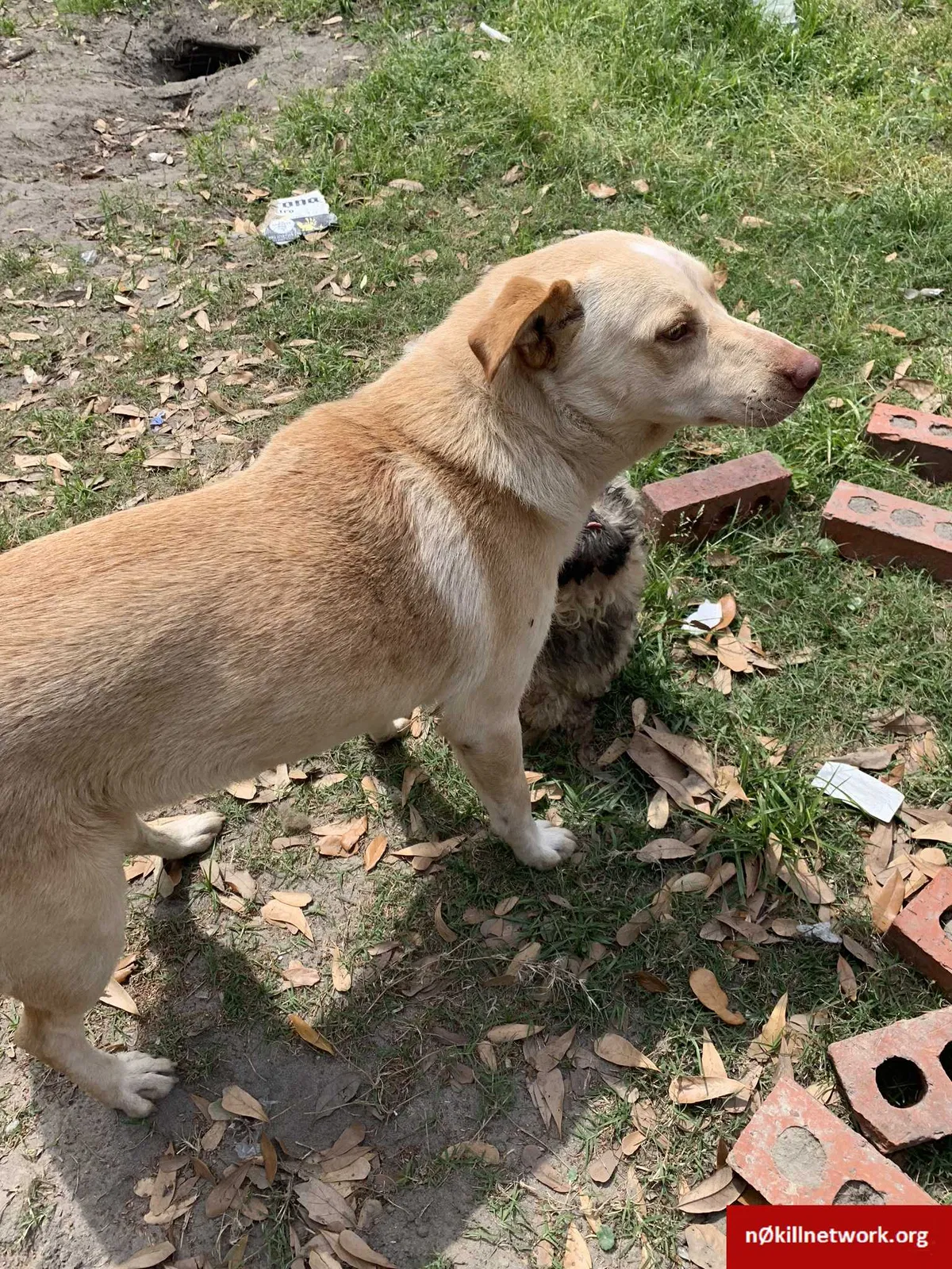 Lost dog in Biloxi, MS, 39530