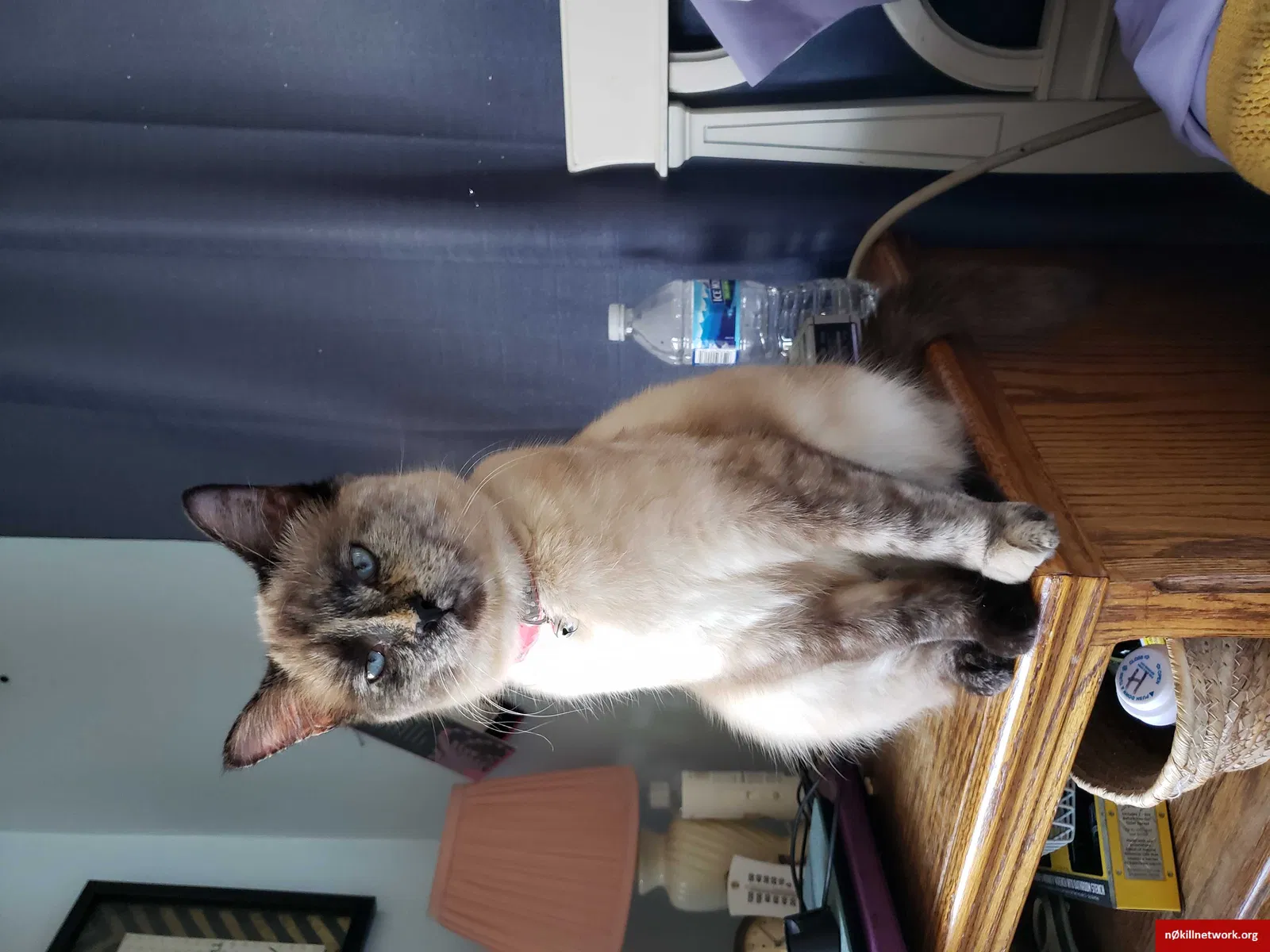 Lost cat in Palestine, IL, 62451