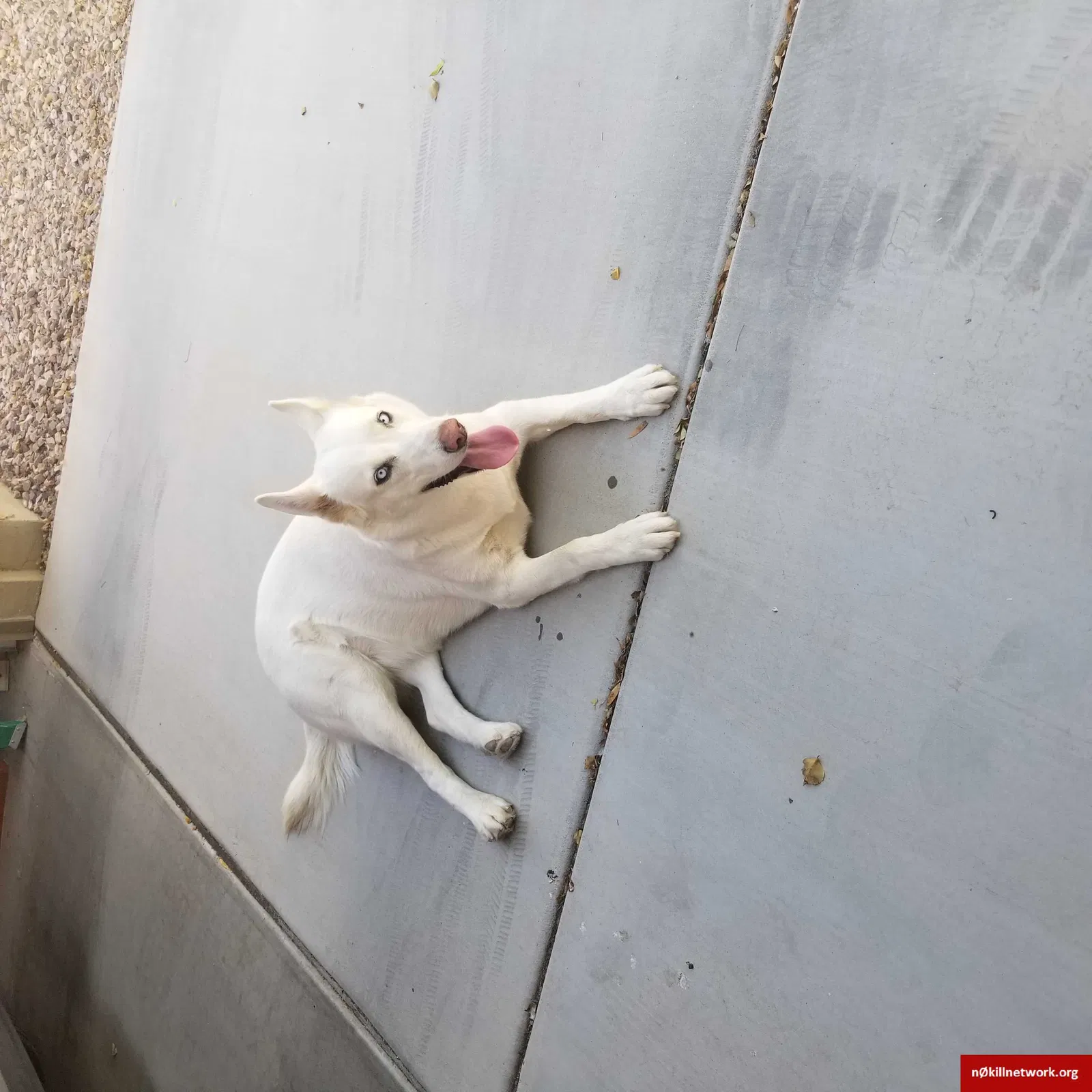 Found dog in Queen Creek, AZ, 85142