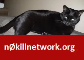 Lost cat in Nashua, NH, 3062