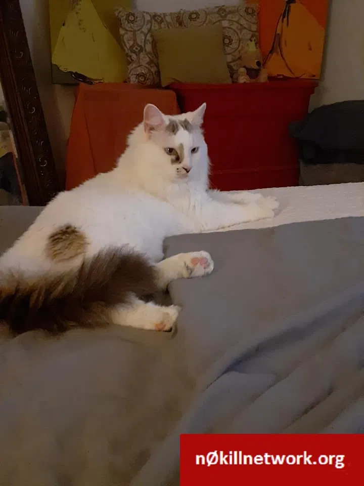Lost cat in Palmetto, FL, 34221