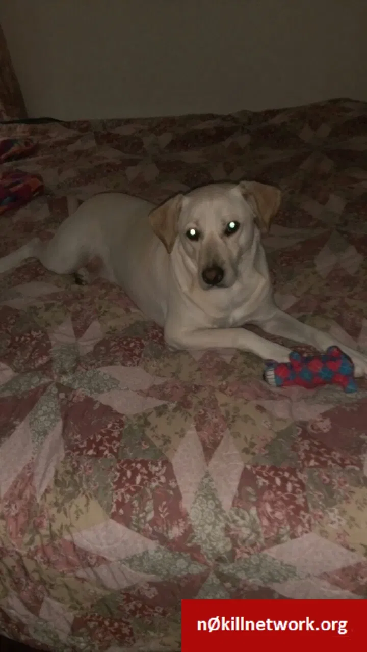 Lost dog in College Station, TX, 77845