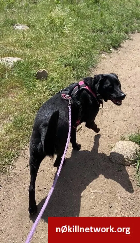 Lost dog in Greeley, CO, 80634