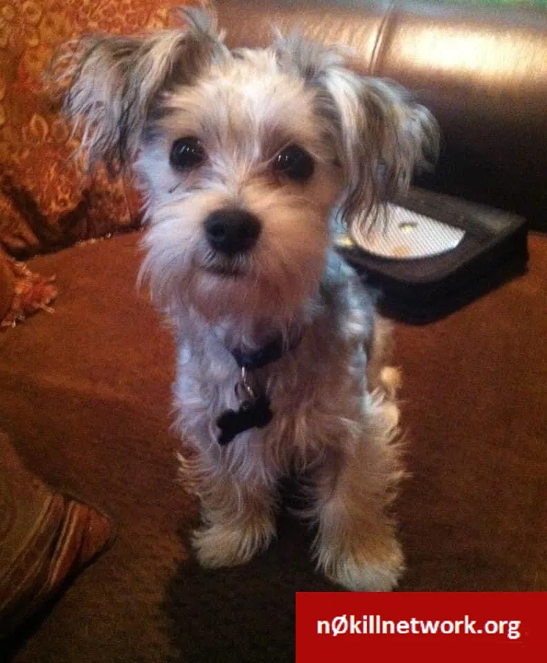 Lost dog in South Bend, IN, 46637