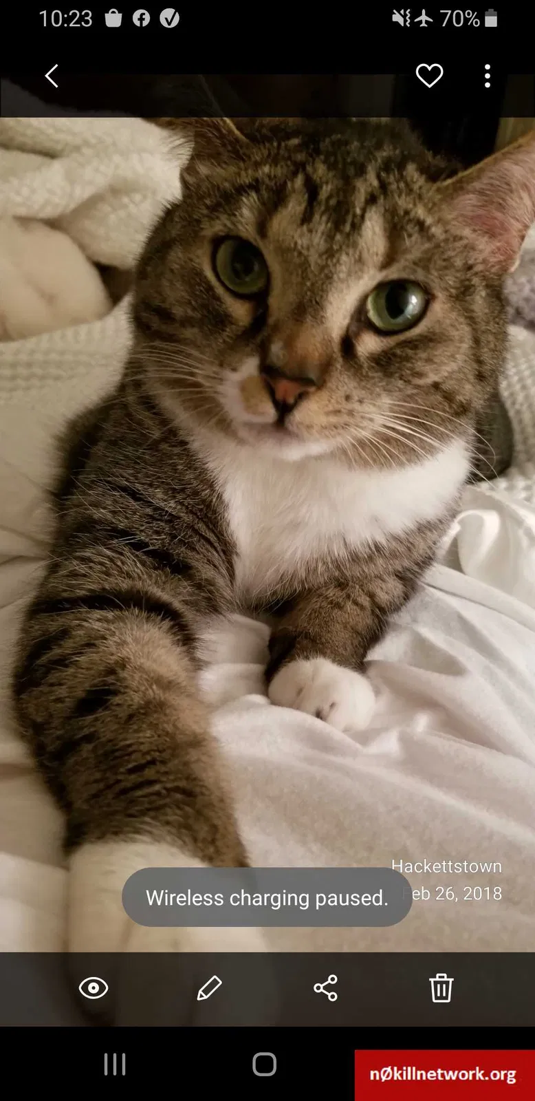 Lost cat in Sioux Falls, SD, 57108