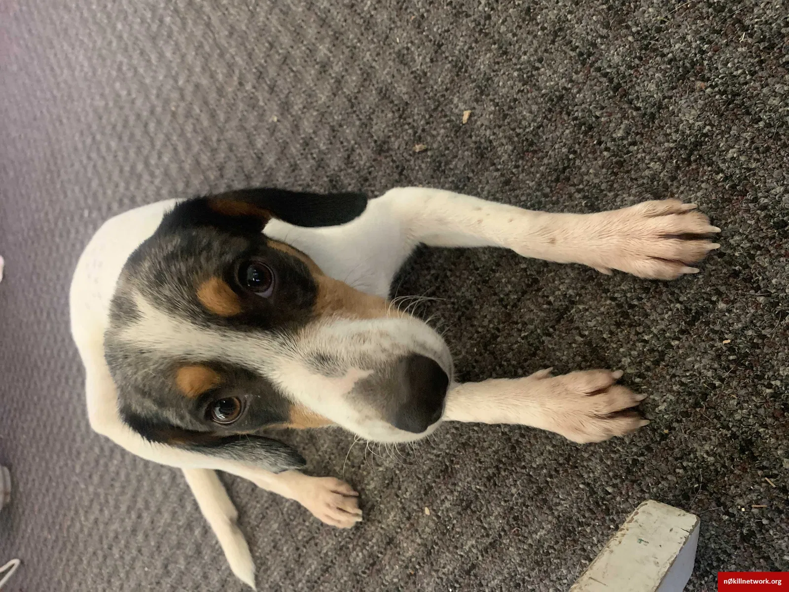 Found dog in Woodworth, LA, 71485