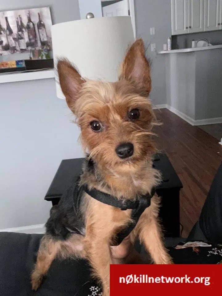 Lost dog in Greenville, NC, 27834