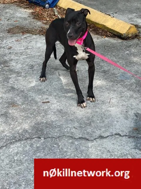 Lost dog in Clermont, FL, 34711