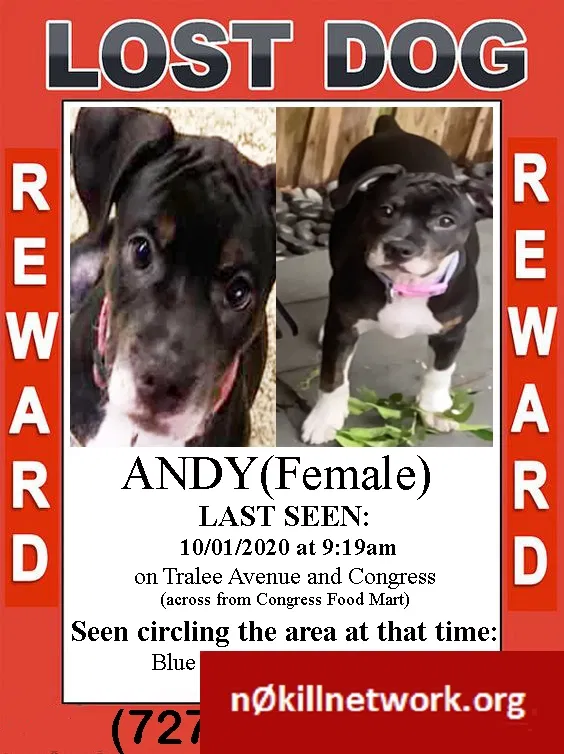 Lost dog in New Port Richey, FL, 34653