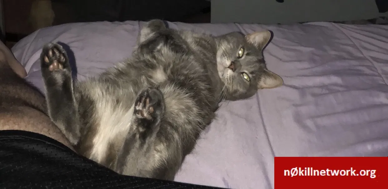 Lost cat in Toledo, OH, 43612