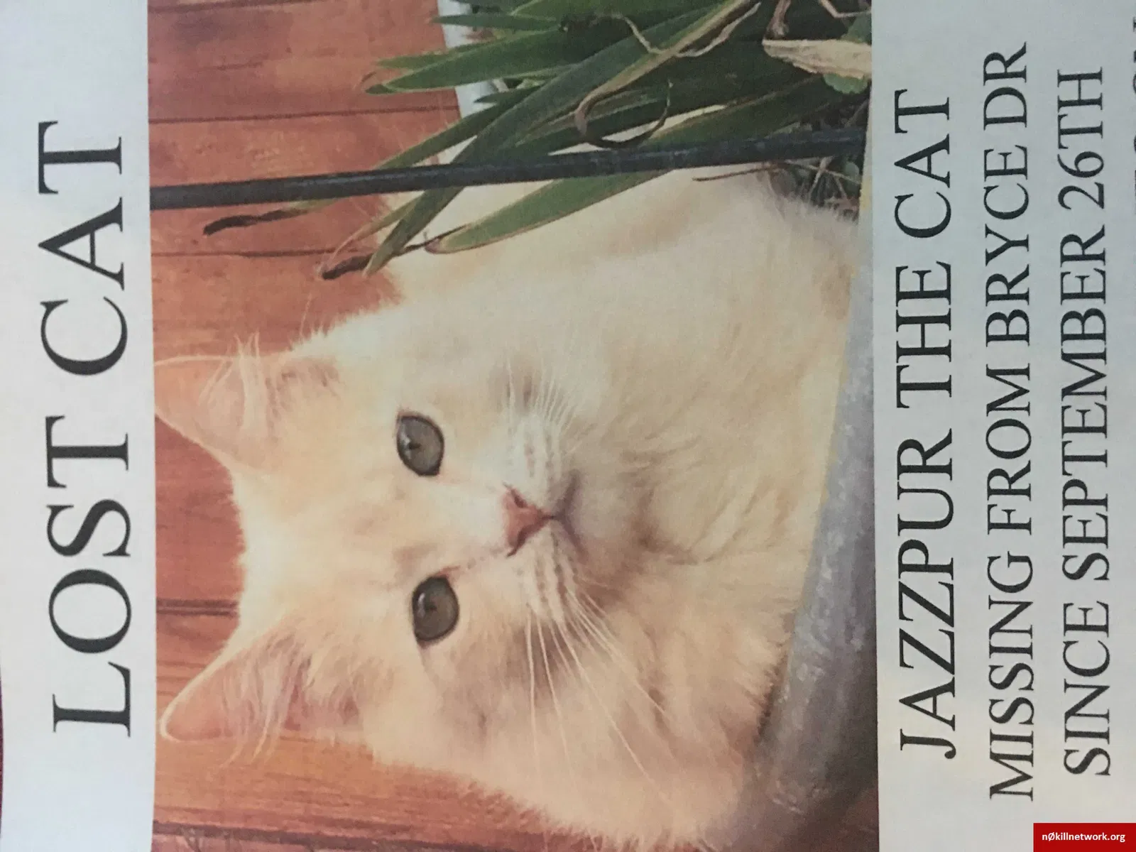Lost cat in Covington, LA, 70435