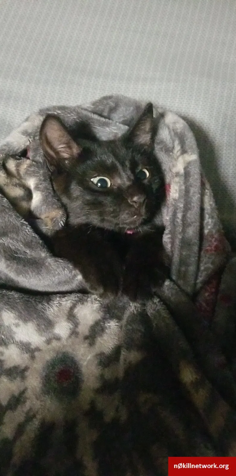 Lost cat in Tunnel Hill, GA, 30755