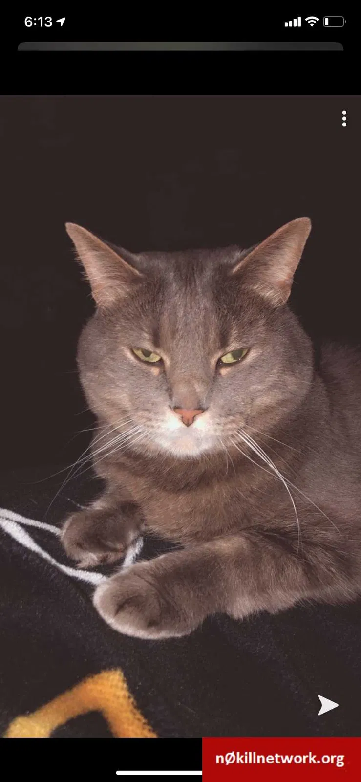 Lost cat in Toledo, OH, 43613