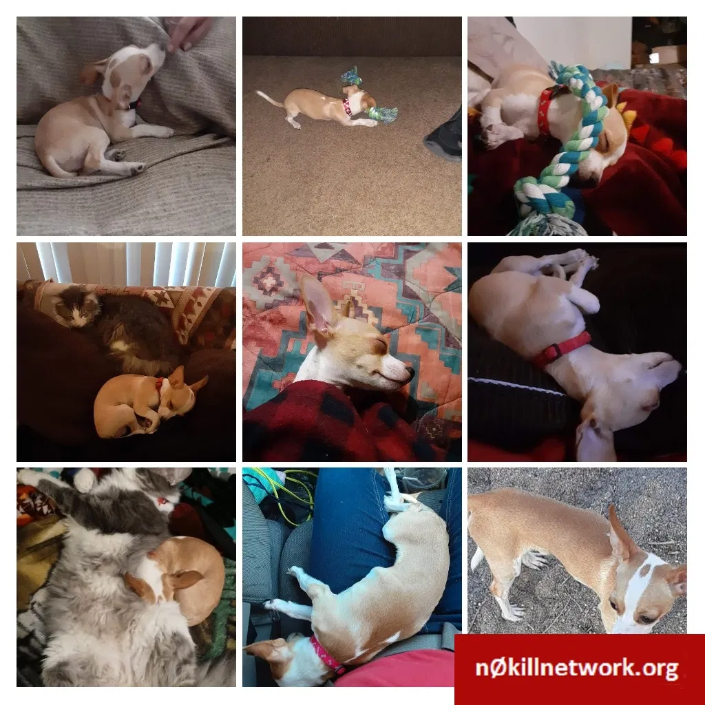 Lost dog in Bernalillo, NM, 87004
