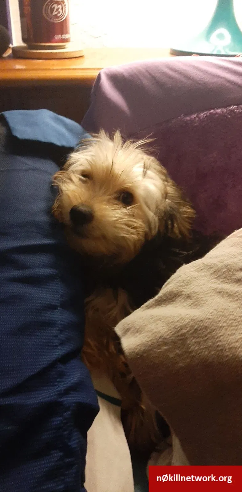 Lost dog in Columbia, MO, 65202