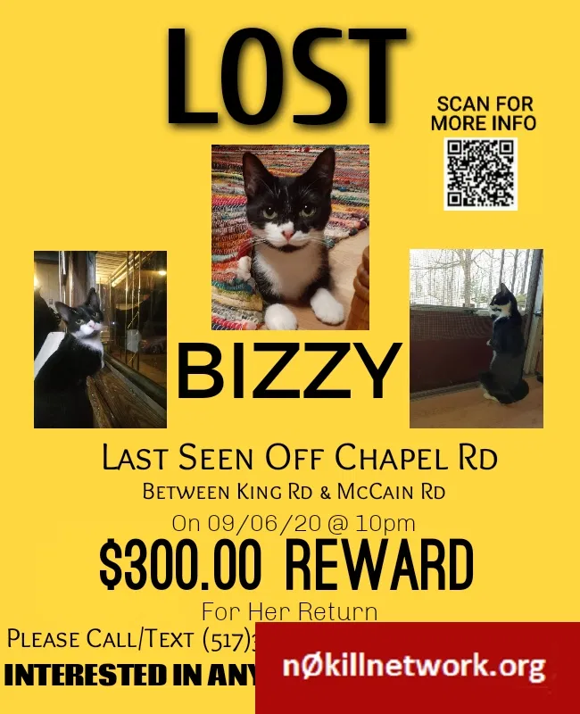 Lost cat in Parma, MI, 49269