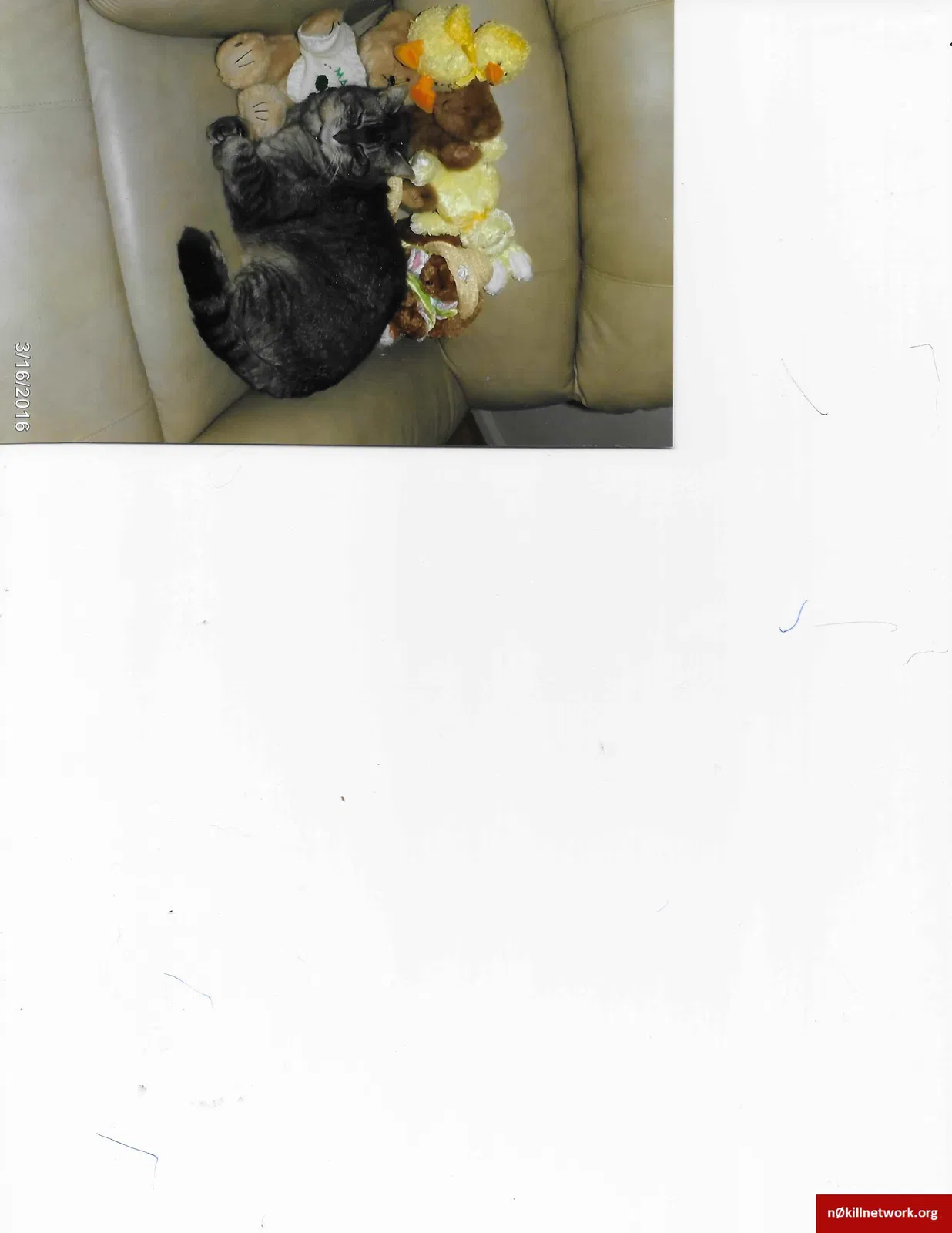 Lost cat in Lakewood, WA, 98498