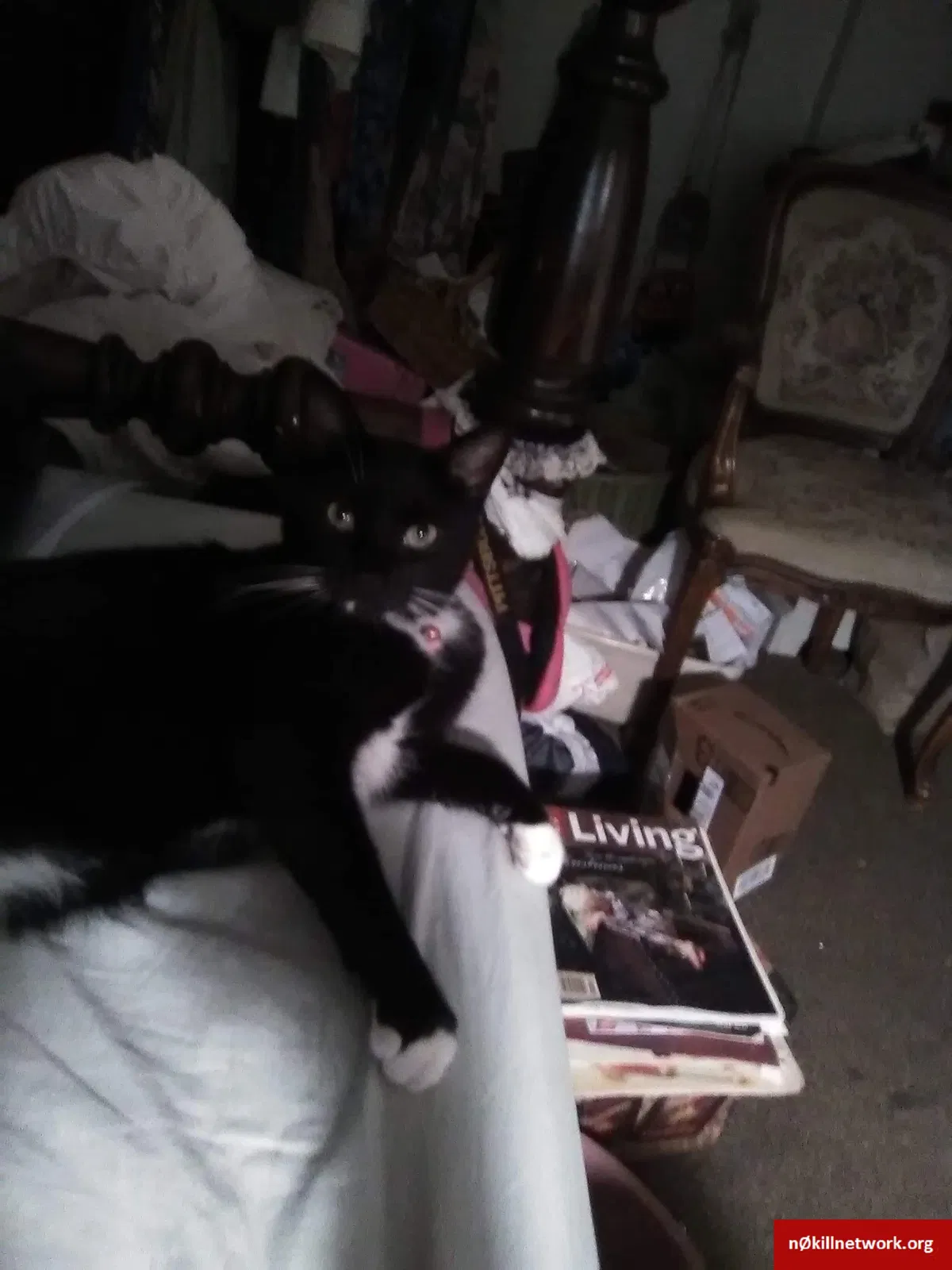 Lost cat in Elmira, NY, 14901