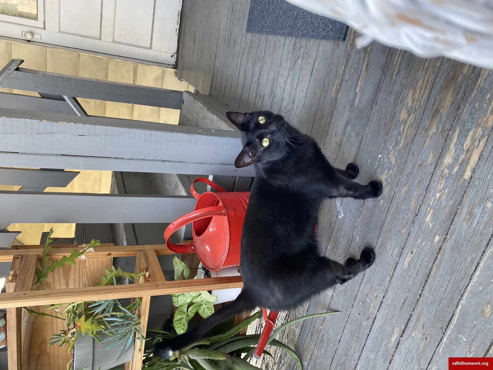 Lost cat in Chicago, IL, 60618